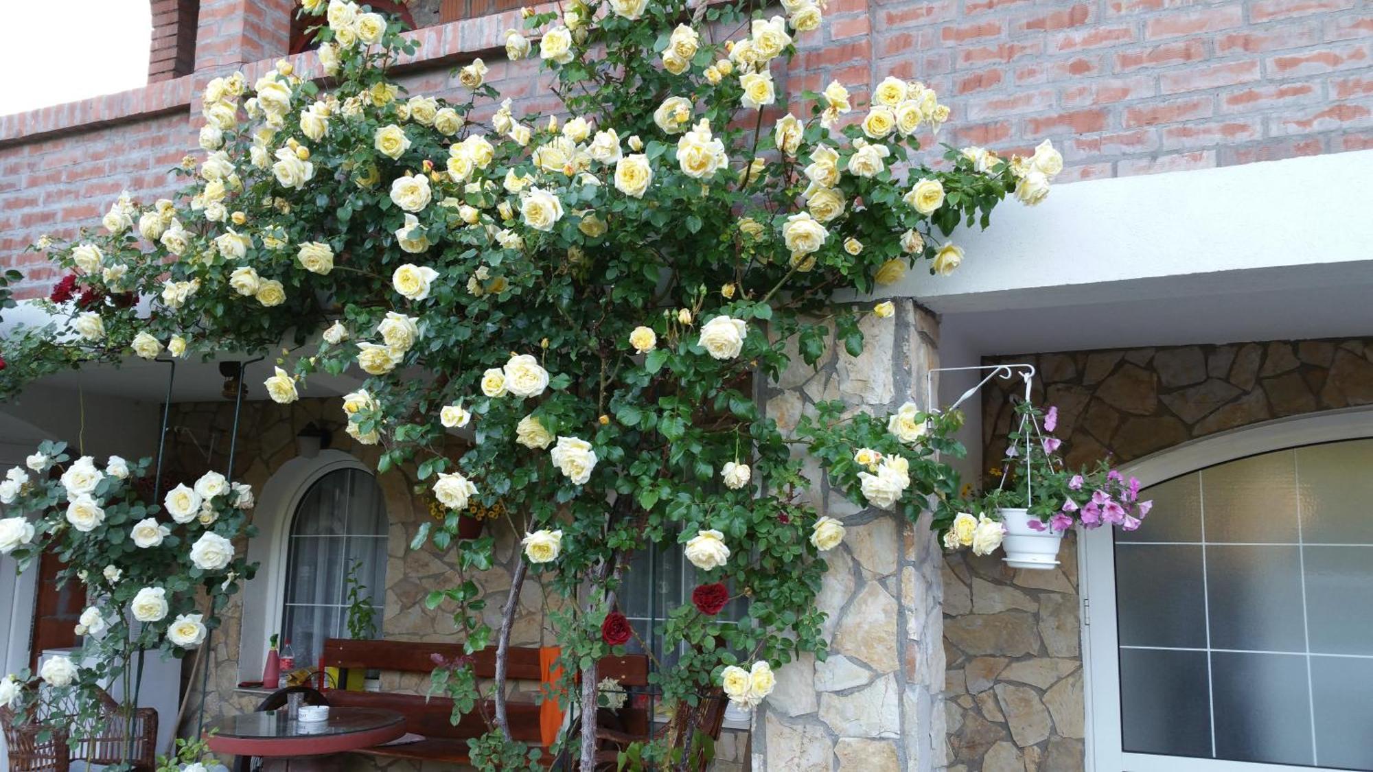 Knez Apartmani Senje الغرفة الصورة
